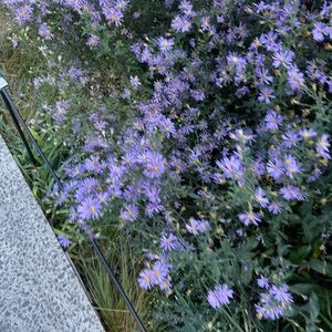 Meet your Posher, Alice